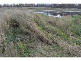 Property photo 62 - 127 Acres Offered in 8 Tracts - Allen & Dekalb County Land